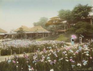 Irisblüte in einem Park