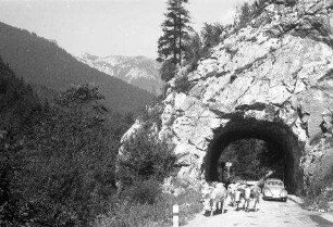 Klobenstein: Engpass Kobenstein, Straßentunnel mit Kuhherde