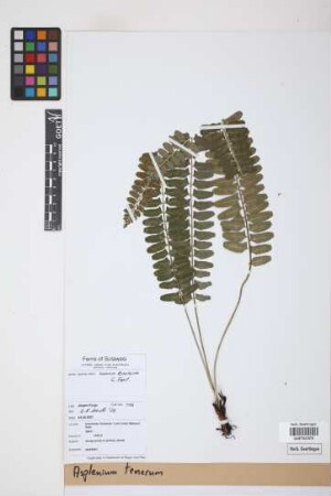 Asplenium tenerum G.Forst.