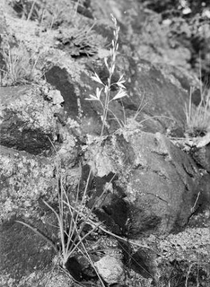 Meißen. Astlose Graslilie : Astlose Graslilie (Anthericum liliago L.). Meißen, Gebiet der Bosel, Boselfelsen