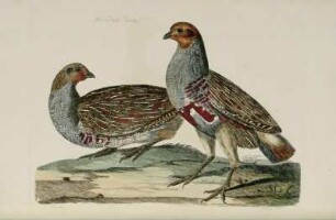 Male and Female Partridge