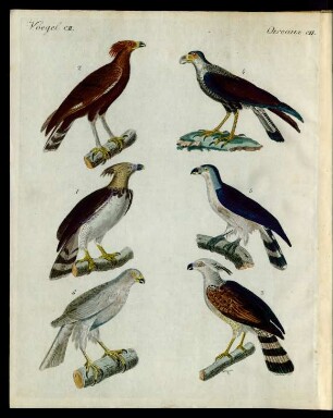 Merkwürdige Adler.