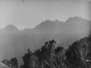 Gebirgsvegetation : Die Vegetation an den Hängen des Ruwenzori-Gebirges
