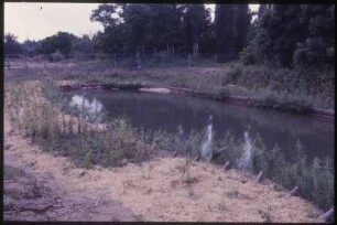 Bewuchs am Mühlenteich