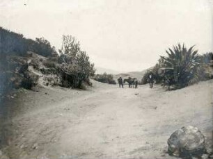 Vegetation der Riobamba-Ebene