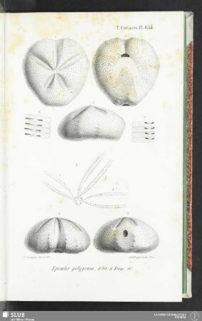 Pl. 854