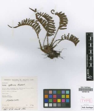 Blechnum reflexum Rosenst. [paratype]