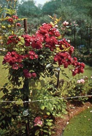 [Ausschnitt eines Gartens mit Rosenstock im Vordergrund] (farbige Feldpostkarte an den Gefreiten Grossmann, 121. Infanterie-Division, Reserve-Infanterie-Regiment 56, 3. Kompanie)