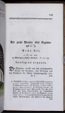 Der große Bracher oder Regenvogel. Scolopax arquata.
