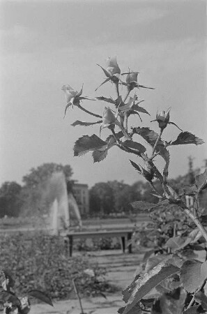 Rosen im Agra-Park