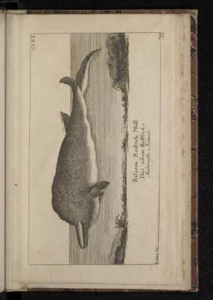 Balaena Rostrata Müll. Der kleine Wallfisch. Andernefia Island.