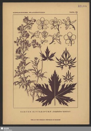 Garten-Rittersporn (Delphinium hybridum)
