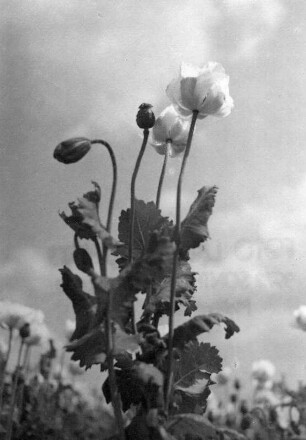 Blumen. Blühender Mohn