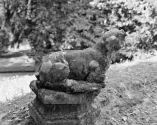 Liegender Hund