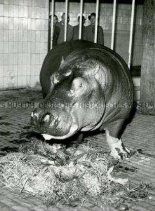 Nilpferd im Zoo