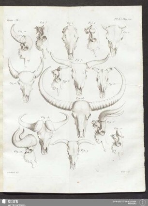 Pl. IX. pag. 120