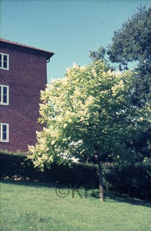 Hauptgebäude [Stormarnhaus, später Gebäude A]: Kurparkhügel mit jungem Baum in Blüte