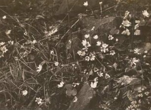 Oberlausitz. Rotstein. Leberblümchen (Hepatica triloba Gil.), Bestandsbild