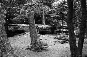 St. Odile: Beckenfelsen im Wald