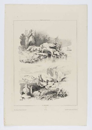 Pflanzen, Blatt 17 der Folge "Landschaftsstudien"