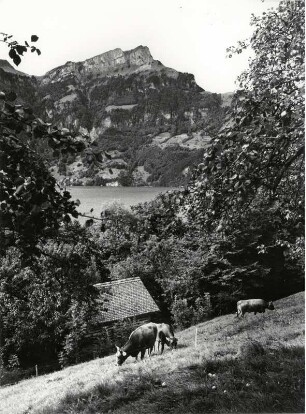 Vierwaldstätter See, Blick auf den Urner See bei Altdorf