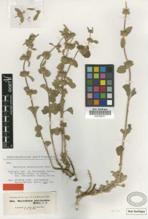 Marrubium kotschyi Boiss. & Hohen. var. brachyodon (Boiss.) Boiss.[isotype]