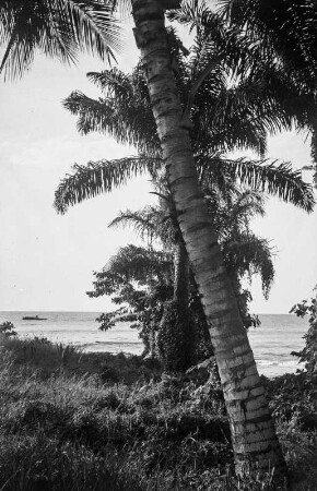 Kokospalmen : Kokospalme am Strand von Bata.