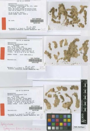 Sphagnum bourbonense H.A.Crum [paratype]