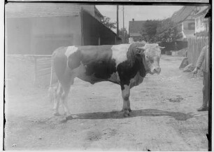 Landwirtschaftskammer Sigmaringen 1934 - Tieraufnahmen Stier