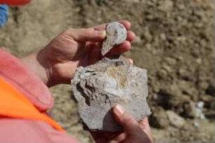 Fossilienfunde an der Baustelle des Erweiterungsbaus des Kreishauses Heidkamp