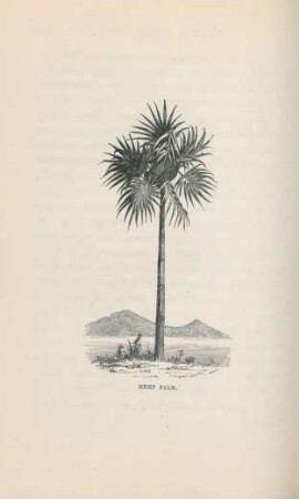 Hemp palm
