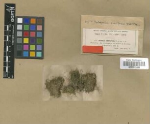 Barbula sobolifera M.Fleisch. [type]