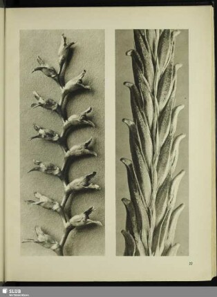 Triticum vulgare. Weizen in 6facher Vergrößerung