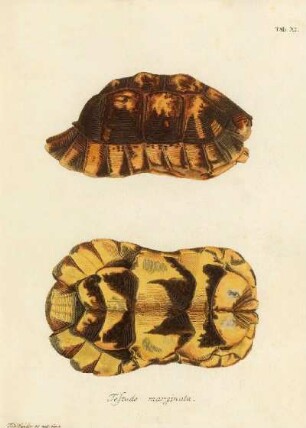 Tab XI. Testudo marginata