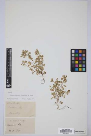 Ononis dentata Lowe