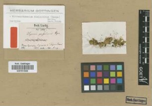 Hypnum perspicuum Hampe [isotype]
