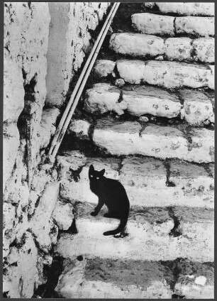 Katze auf einer Treppe