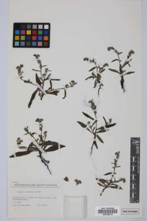 Echium bonnetii Coincy