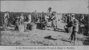 Traubenernte : In den Weinbergen während der Traubenernte