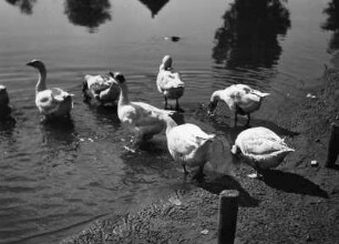Gänse. Gruppe von Gänsen an einem Teich