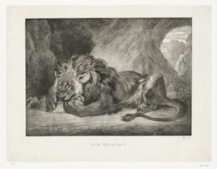 Lion de l'Atlas