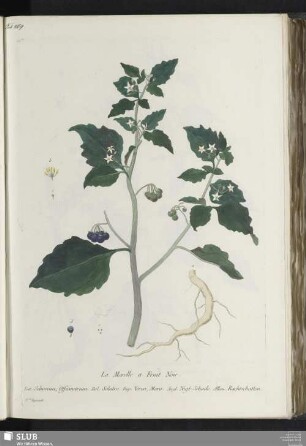 La Morelle a Fruit Noir