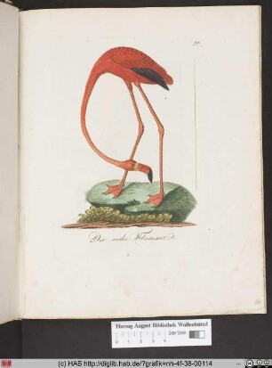 Der rothe Flamant.
