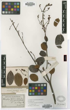 Heteropterys pannosa Griseb. var. latifolia