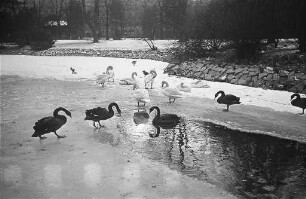 Schwäne auf dem zugefrorenen kleinen Stadtgartensee.