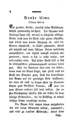 Rauhe-Ulme. Ulmus sativa.