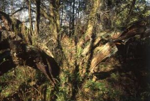 Königsbrück. Ehemaliger Truppenübungsplatz der Gruppe der Sowjetischen Streitkräfte in Deutschland (GSSD). Rohnaer Gebiet. Alter Baumbestand am Otterbach