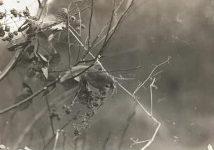Baumschläfer (Dryomys nitedula PALL.) an Brombeeren