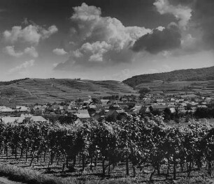 Archivfotografie "kaiserstuhl_bischoffingen_17398"