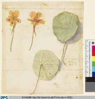 Studie von je zwei Blüten und Blättern